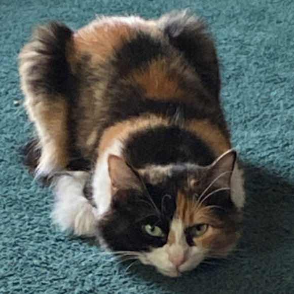 Meet your Posher, Emma - Picture 1 of 1